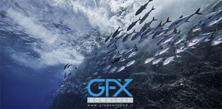 عکس ماهی دریایی