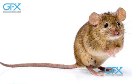 عکس موش چندش آور با دم بلند