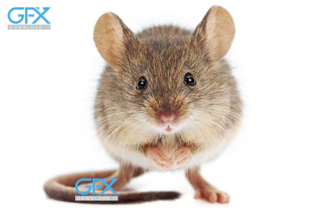 عکس موش از نزدیک با کیفیت بالا