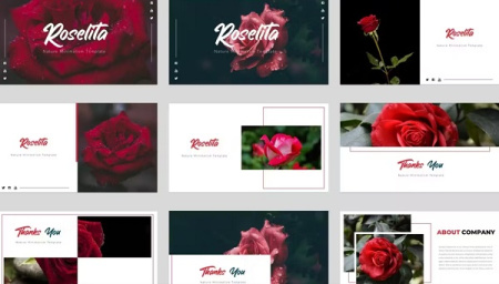 تم پاورپوینت گل رز Roselita