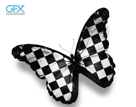  عکس پروانه برای چاپ