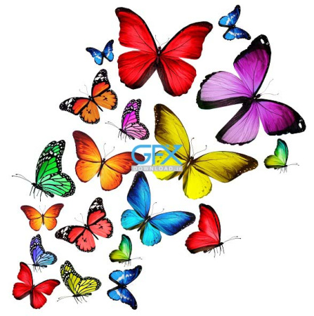  عکس پروانه برای چاپ