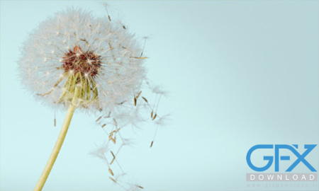 بک گراند قاصدک برای فتوشاپ