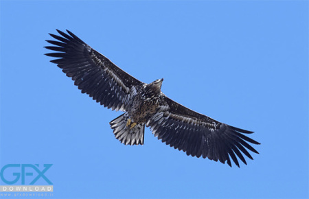 عکس واقعی از عقاب