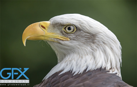 عکس عقاب واقعی از نزدیک