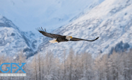 عکس عقاب در حال پرواز