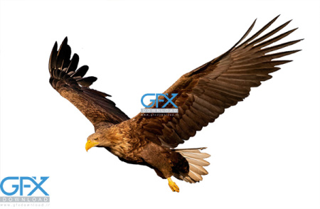 خرید عکس عقاب