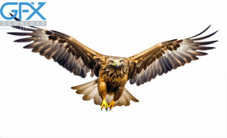 دانلود عکس عقاب با کیفیت بالا