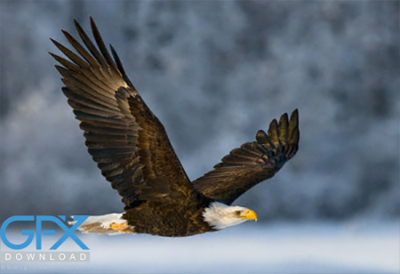 عکس عقاب واقعی