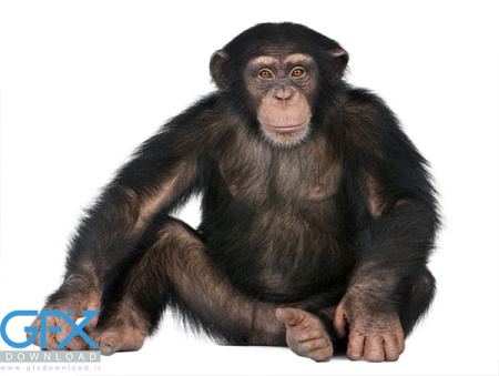 16 عکس میمون با کیفیت بالا برای ادیت و چاپ