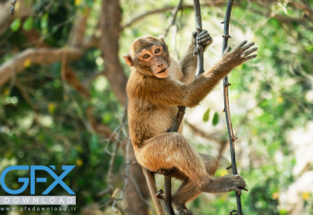 عکس میمون با کیفیت