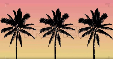 دانلود فوتیج درختان نخل Tropical Palm Trees