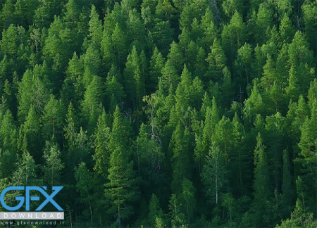 عکس درخت کاج