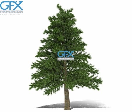 عکس درخت کاج با کیفیت