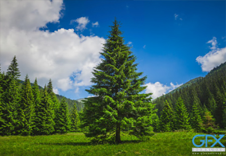 عکس با کیفیت از درخت کاج