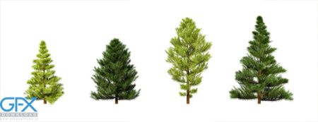 عکس درخت برای طراحی