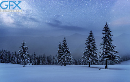 عکس درخت کاج در زمستان