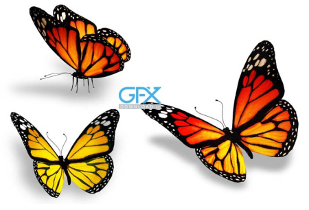  عکس پروانه برای چاپ