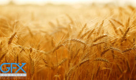دانلود 17 عکس گندم و تصاویر زیبای گندم زار
