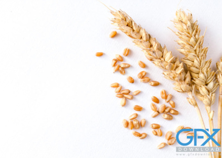 عکس گندم