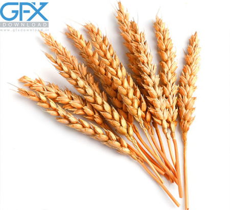 عکس خوشه ی گندم