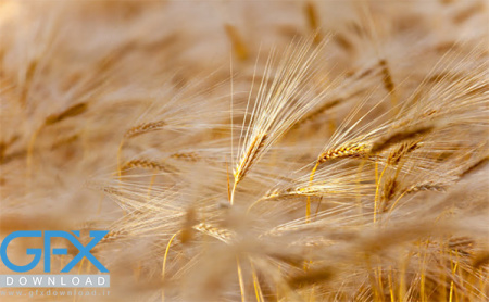 عکس مزرعه ی گندم