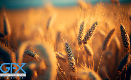 دانلود عکس گندم زار