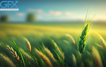 عکس گندم زار با کیفیت