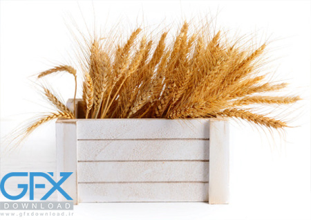 عکس گندم با کیفیت