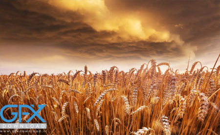 عکس گندم زار زرد