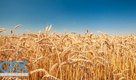 عکس گندم زار برای پروفایل