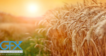 عکس گندم زار با نور خورشید