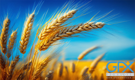 عکس مزرعه ی گندم