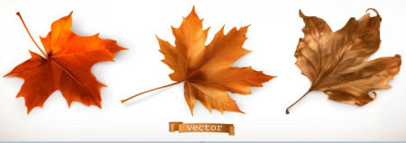 وکتور برگ های پاییزی