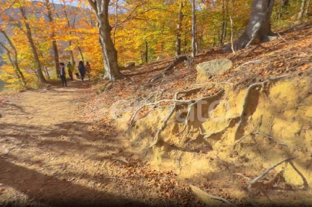 دانلود فوتیج ویدئویی جنگل قرمز نارنجی و زرد