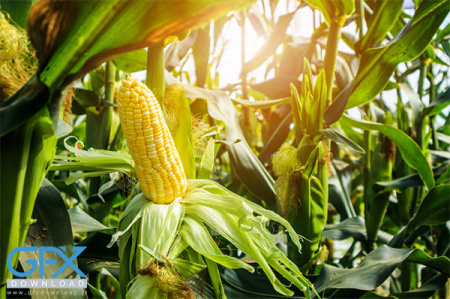 عکس ذرت در مزرعه