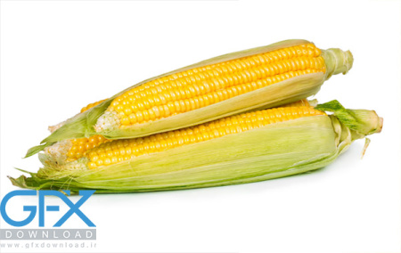 عکس هایی از ذرت