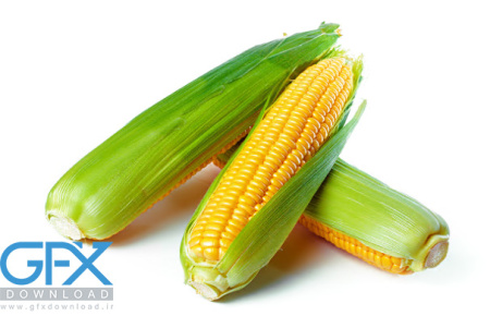 عکس ذرت برای طراحی