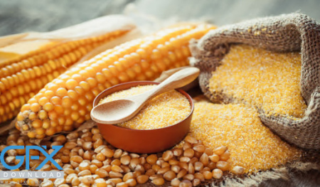 عکس ذرت دون شده