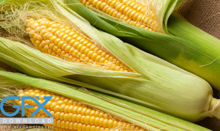 عکس با کیفیت از ذرت