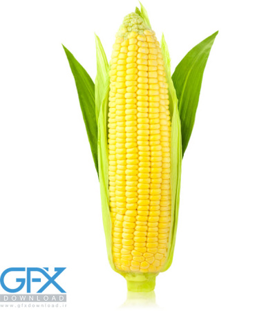 عکس ذرت بلالی