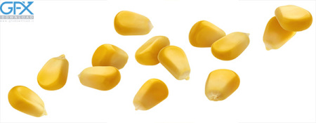 عکس ذرت دانه