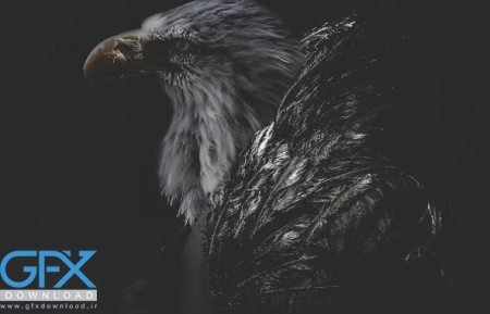 عکس عقاب وحشی ترسناک