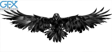 عکس عقاب سیاه