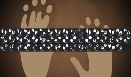 دانلود 50 براش فتوشاپ رد پا 50 Paw Footprint
