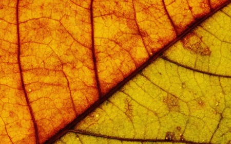 تکسچر برگ های پاییزی