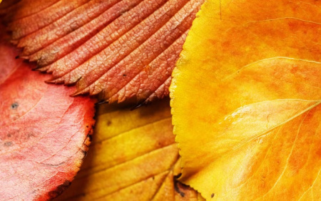 تکسچر برگ پاییزی