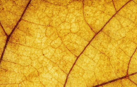 دانلود تکسچر برگ