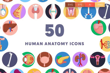 دانلود 50 آیکون آناتومی بدن