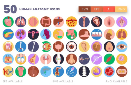 دانلود 50 آیکون آناتومی بدن لایه باز